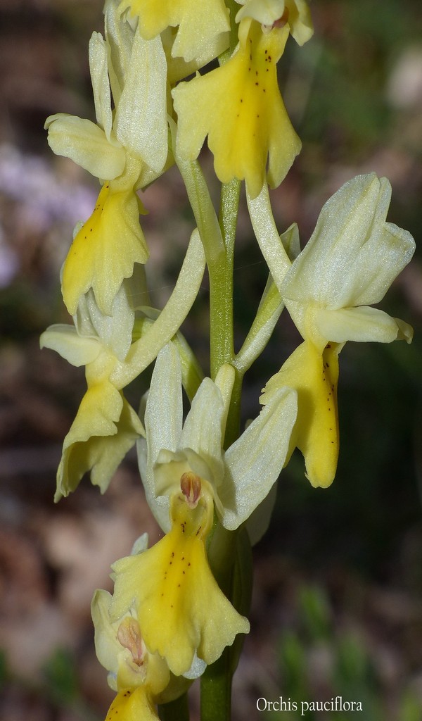 O.pauciflora, O.provincialis, O.quadripunctata, O.xcolemanii, 4 belle Orchis.
